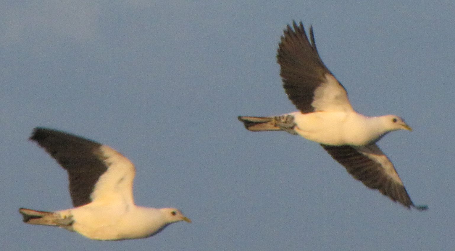 pipwatch_jhazel_Pied/Torresian Imperial Pigeons flying