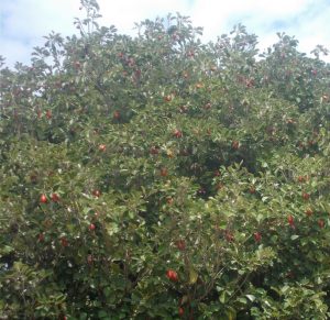 wongai tree with ripe fruit